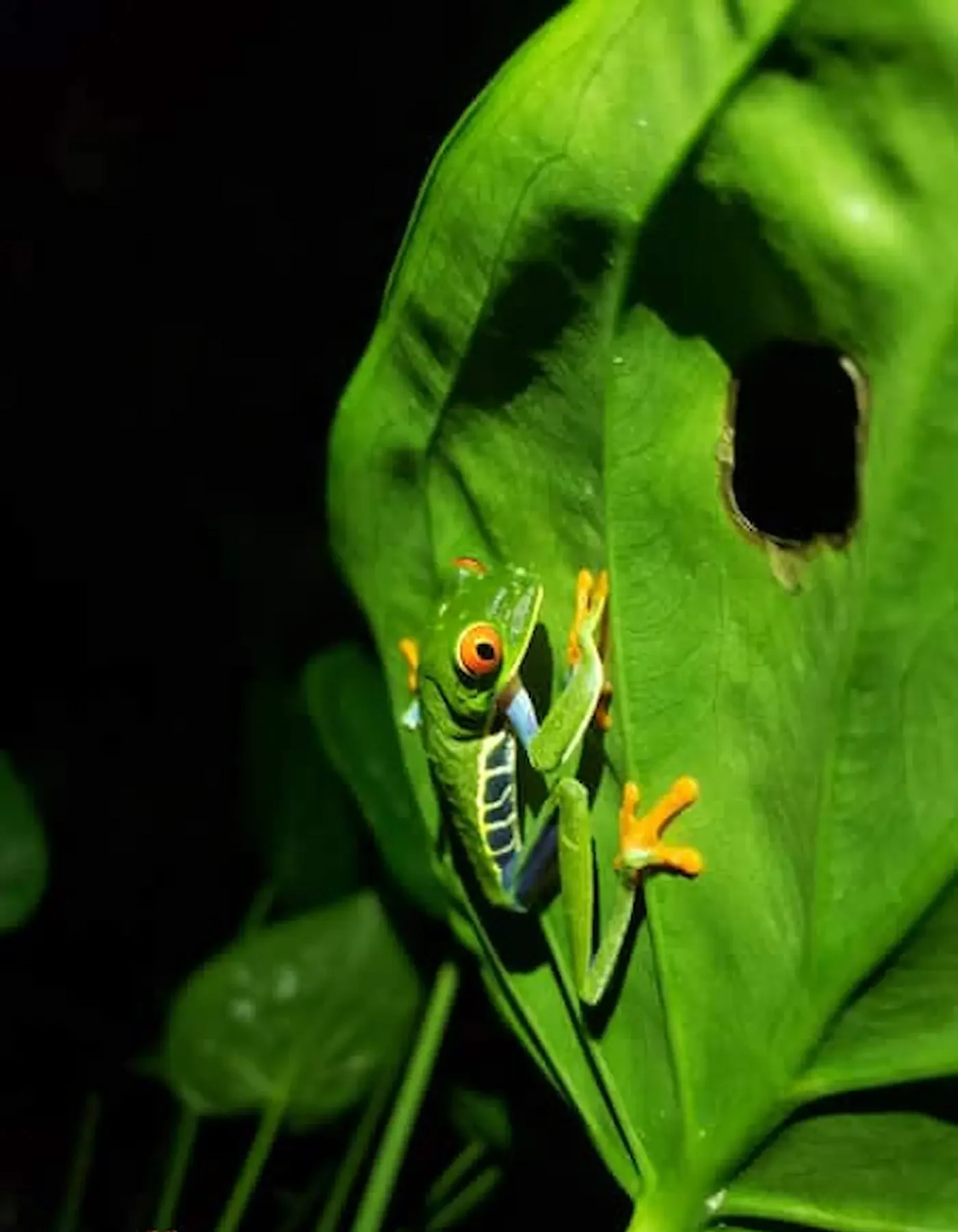 Guided night walk in the Sarapiquí rainforest