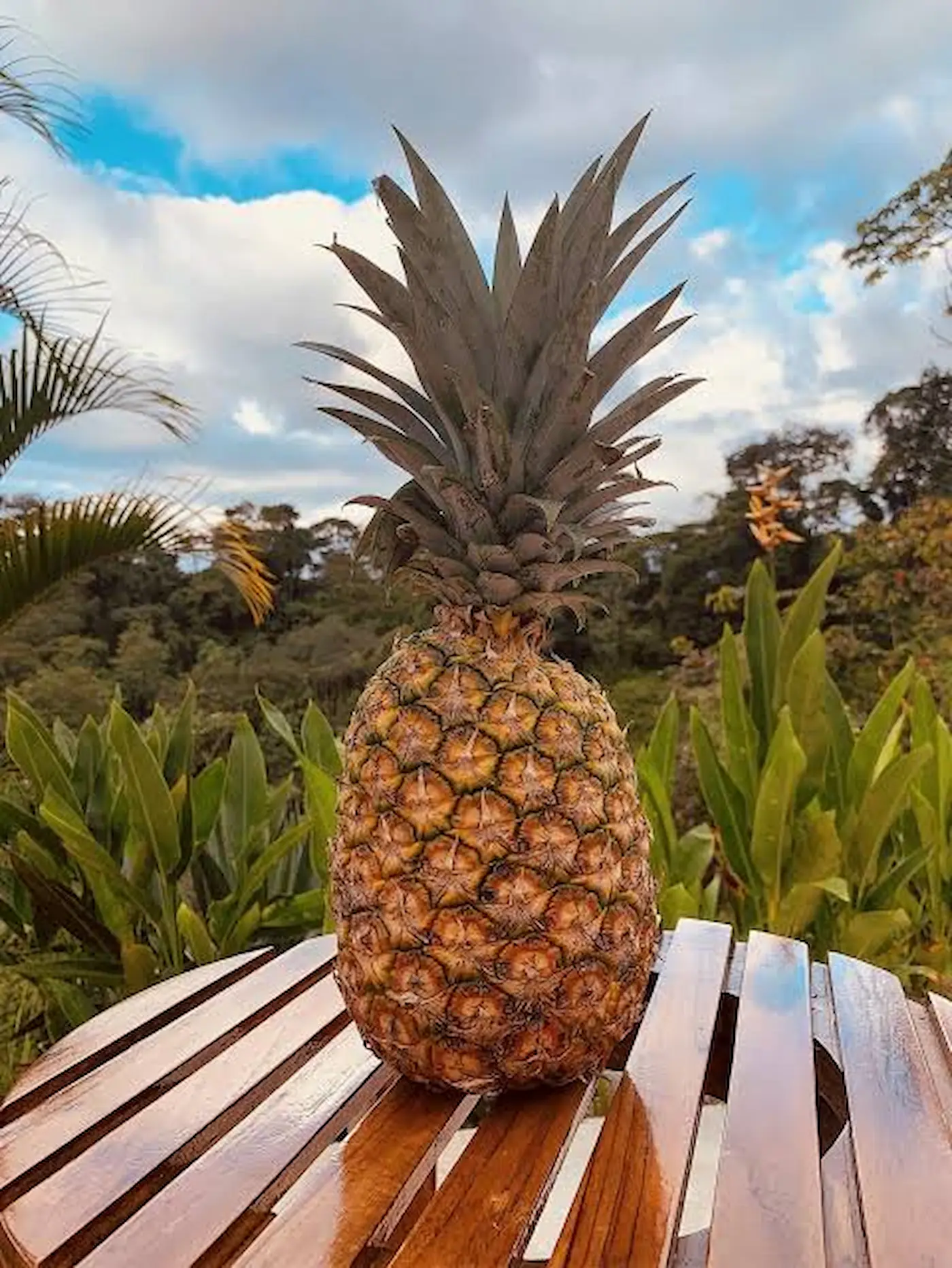 Fresh pineapple on a pineapple farm tour in Costa Rica