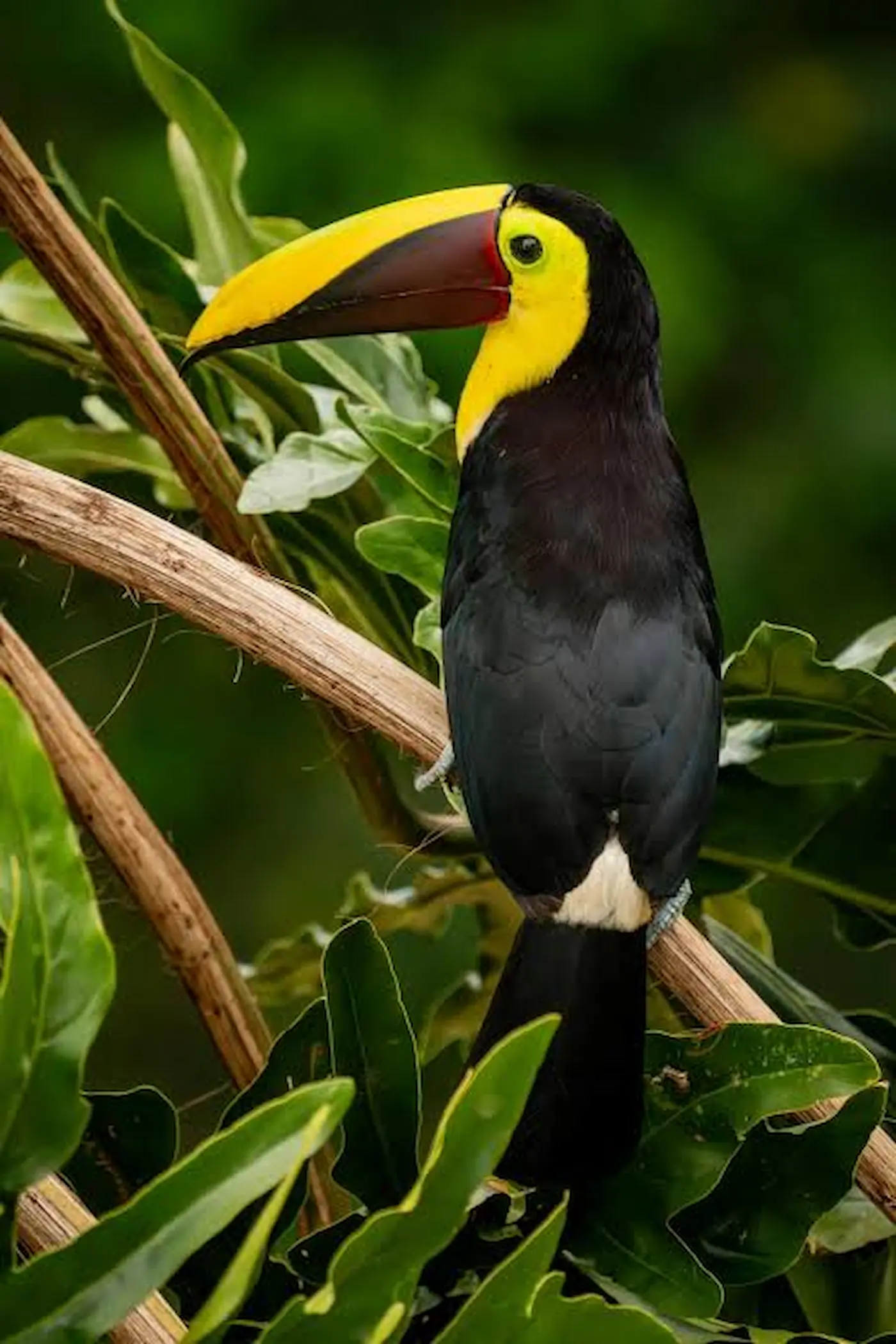 Tropical bird seen while birdwatching in Sarapiquí