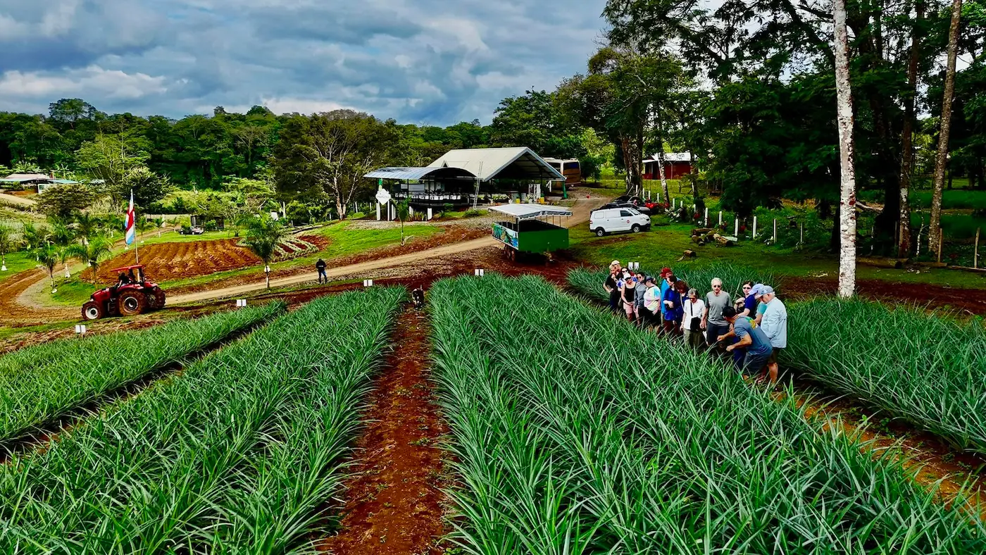 Pineapple farm tour in Río Cuarto, Costa Rica