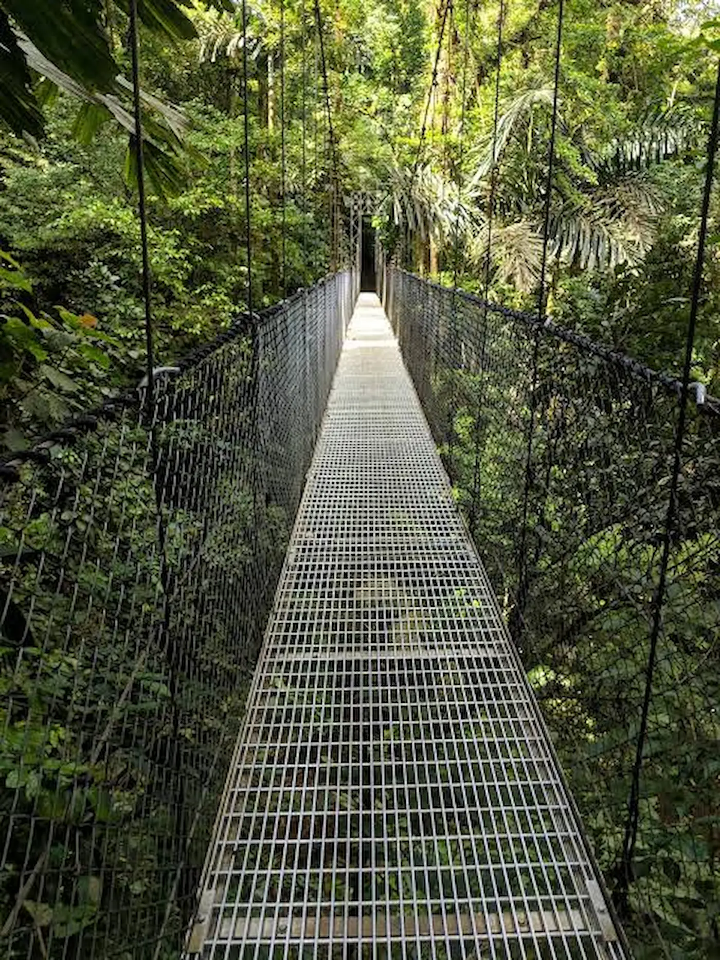 Hanging bridge over the Sarapiquí rainforest canopy